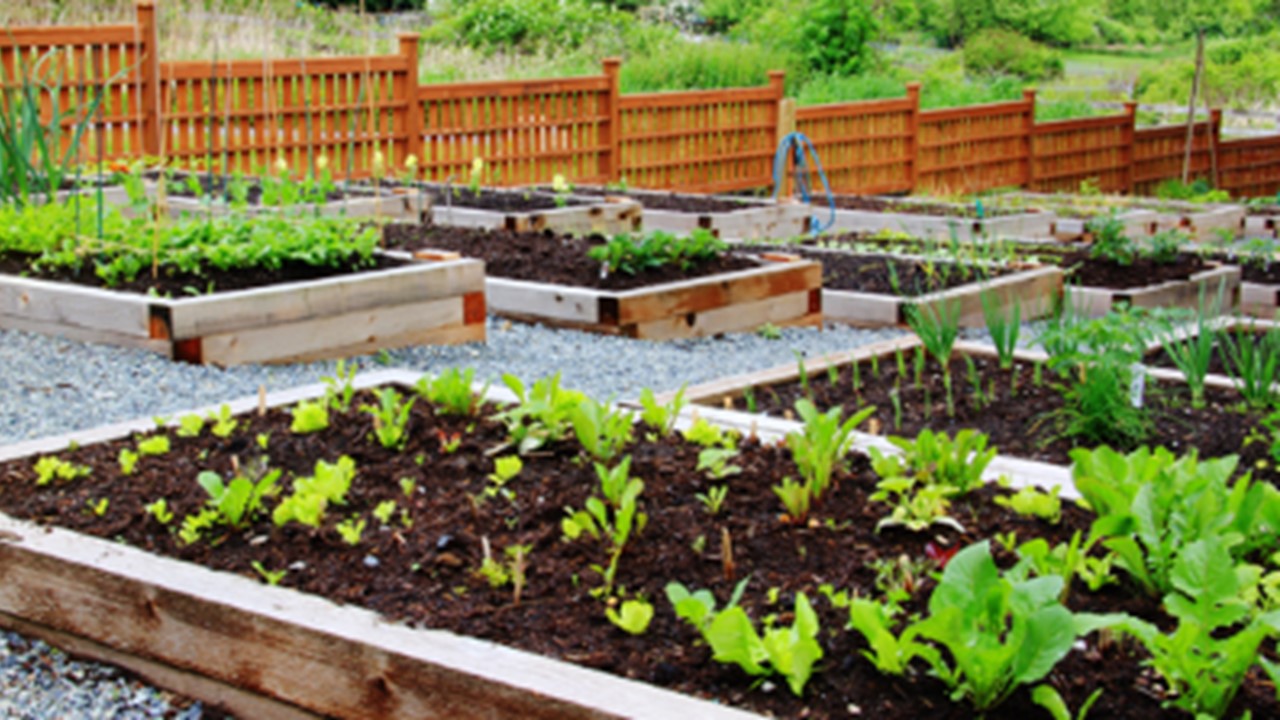 Como criar uma horta comunitária no condomínio