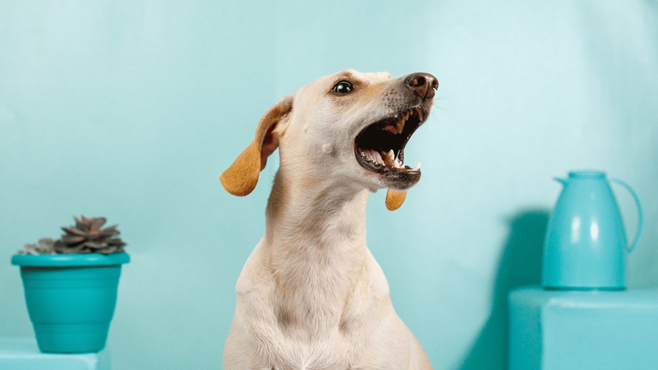 Guia sobre Animais em Condomínio